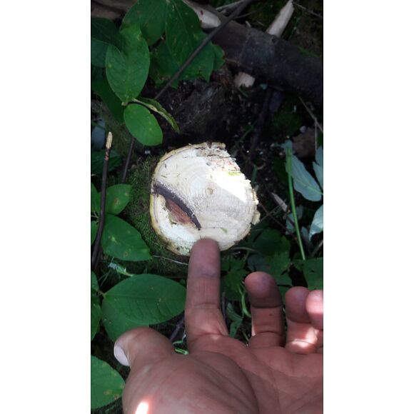 RAMMY Rammy ATV Brushcutter 115cm Briggs & Stratton Motor -RAMMY PROFESSIONAL SERIES